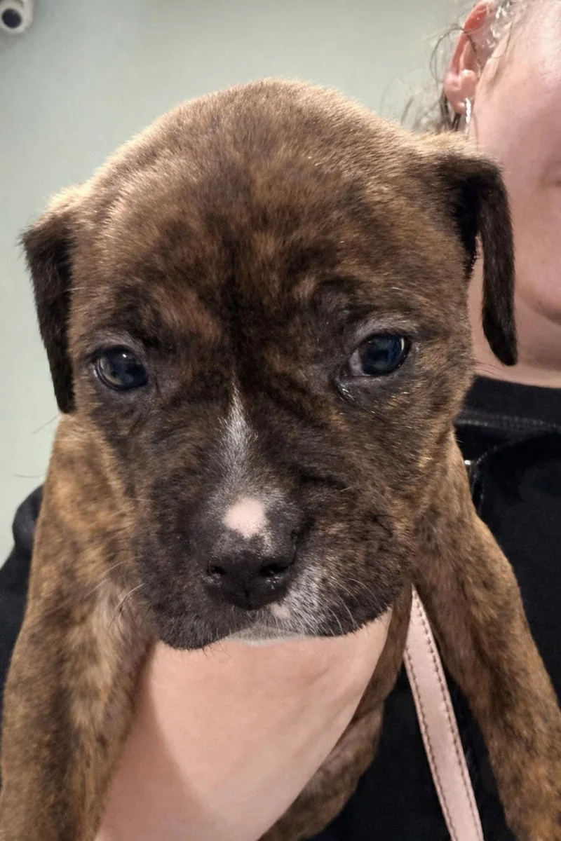 A baby medium-sized female American Bully dog named Prada for adoption in Copiague, NY