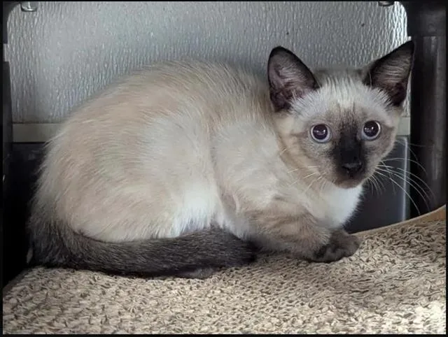 A baby small-sized female Siamese cat named Peach for adoption in Brunswick, GA