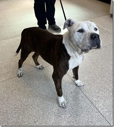 Bandit  Adult Sweetheart thumbnail 2