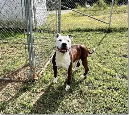 Bandit  Adult Sweetheart thumbnail 3