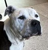 An adult medium-sized male Brindle American Bulldog dog named Bandit  Adult Sweetheart for adoption in Charlottesville, VA
