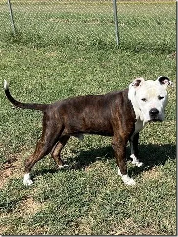 Bandit  Adult Sweetheart thumbnail 4