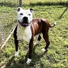 Bandit  Adult Sweetheart thumbnail 5