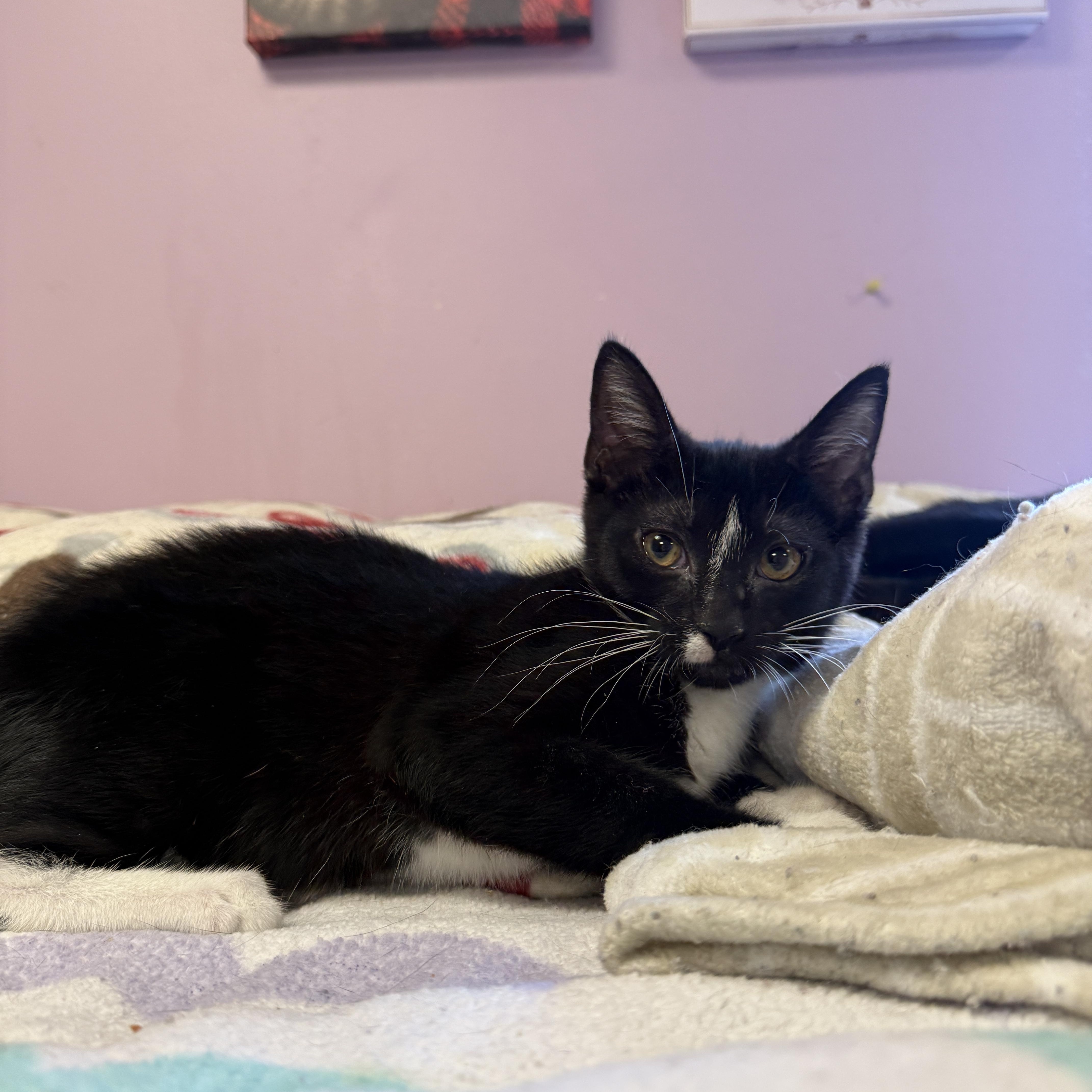 A young small-sized male Black & White / Tuxedo Domestic Short Hair cat named Floyd for adoption in Freeport, NY