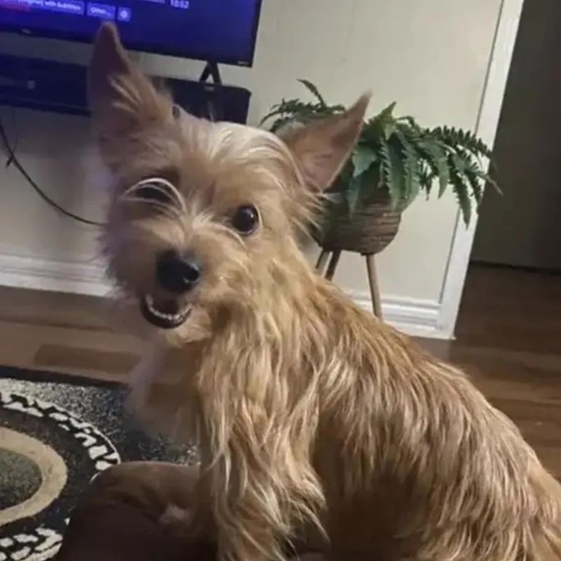 An adult small-sized female Shih Tzu dog named Fluffy for adoption in Sugar Land, TX