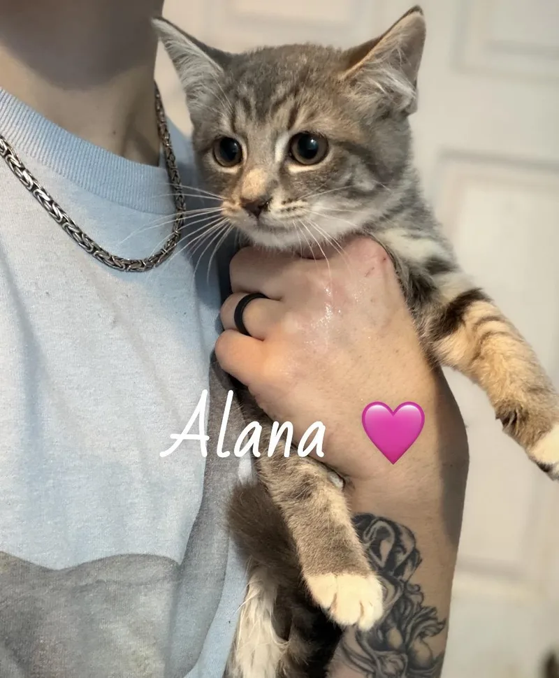 A baby medium-sized female Tabby (Brown / Chocolate) American Shorthair cat named Alana for adoption in Felton, PA