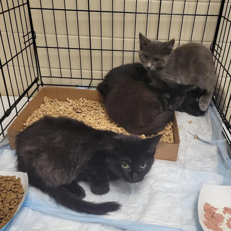 A baby small-sized male Gray / Blue / Silver Domestic Medium Hair cat named Fox in Socks for adoption in Westminster, CA