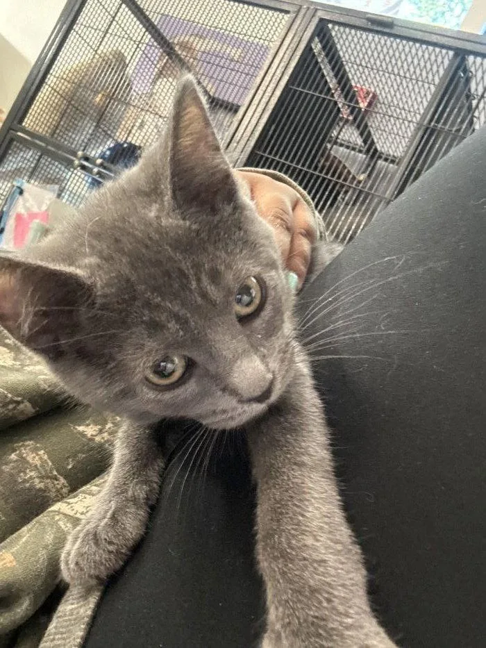 A young small-sized female Gray / Blue / Silver Domestic Short Hair cat named Yzma for adoption in Hilton Head Island, SC