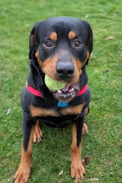 Axel