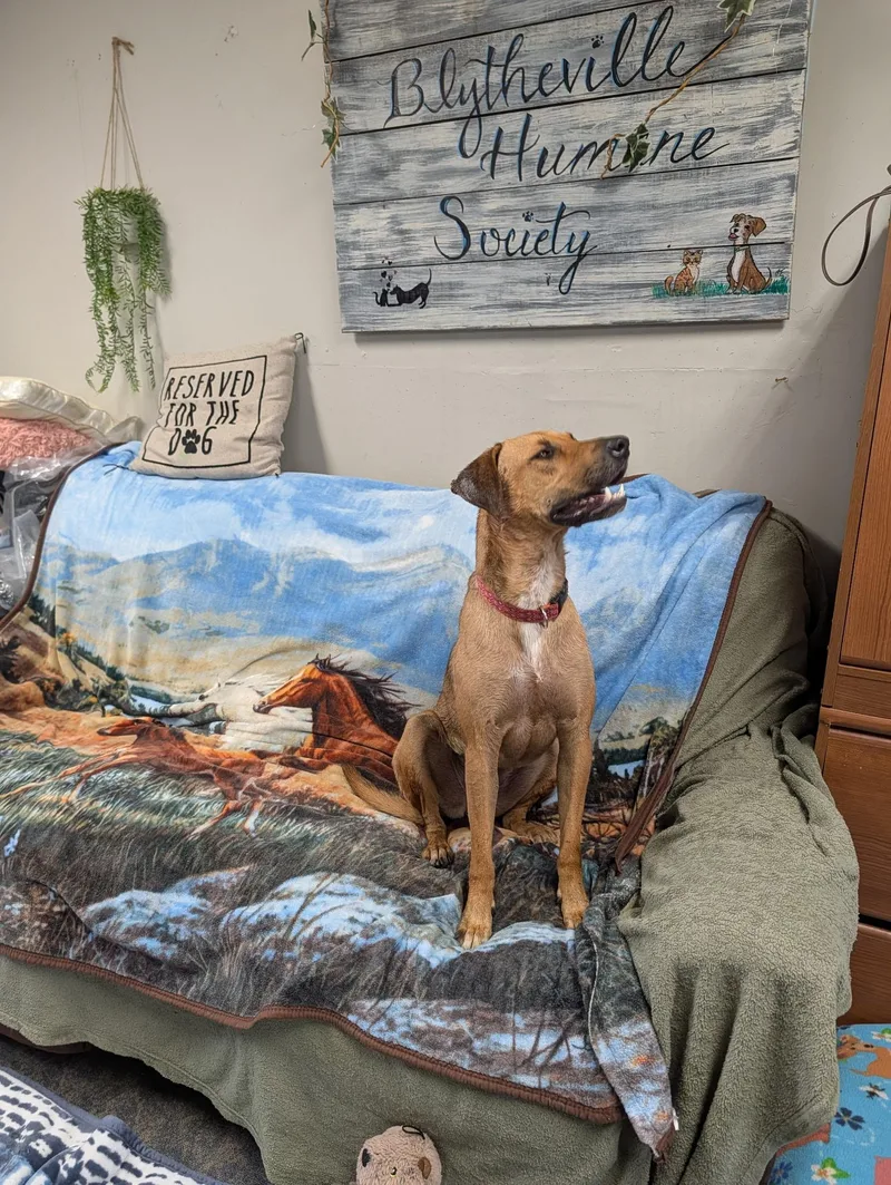 An adult large-sized female Rhodesian Ridgeback dog named Daisy for adoption in Blytheville, AR