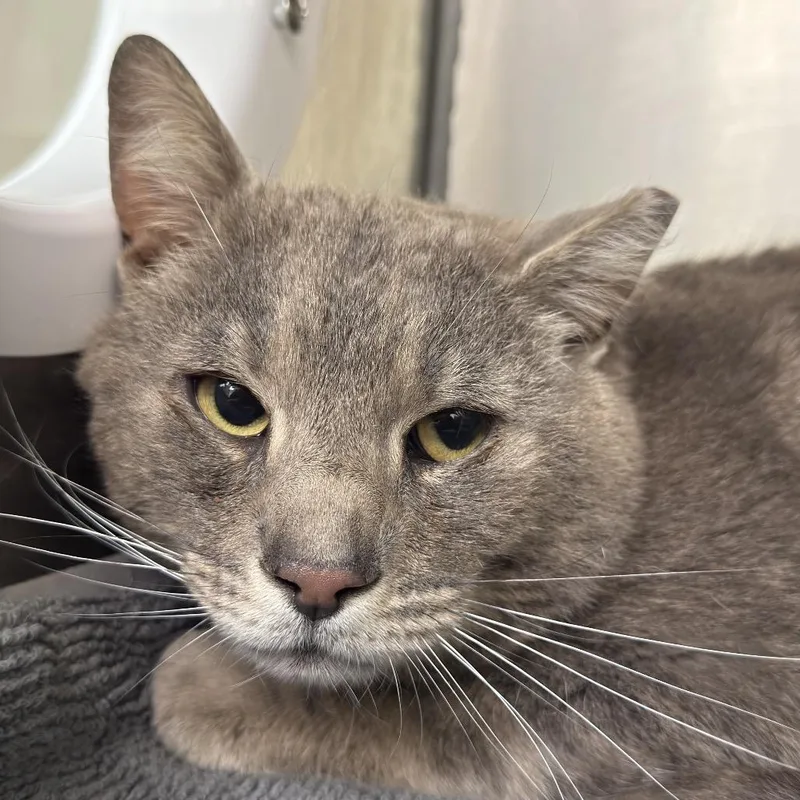 An adult small-sized male Domestic Short Hair cat named Kure for adoption in Perkiomenville, PA