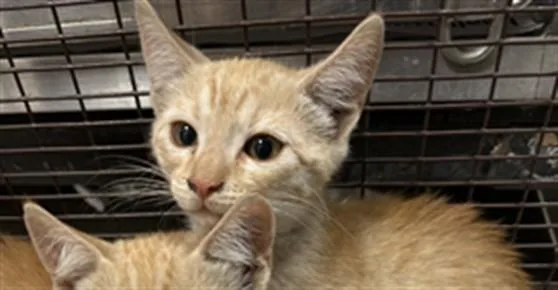 A baby small-sized male Domestic Short Hair cat named Balong for adoption in Chatsworth, CA