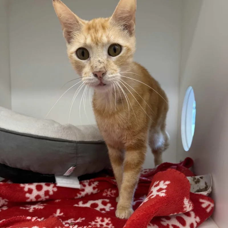 An adult medium-sized male Orange / Red Domestic Short Hair cat named Marlin for adoption in Beaumont, TX
