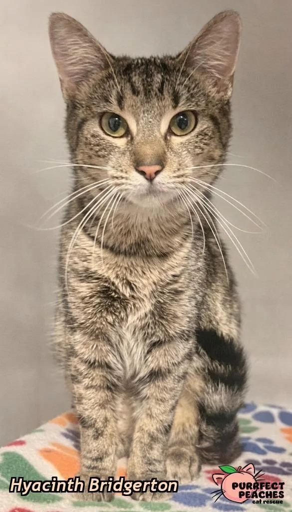 A baby medium-sized female Domestic Short Hair cat named Hyacinth Bridgerton for adoption in Douglasville, GA