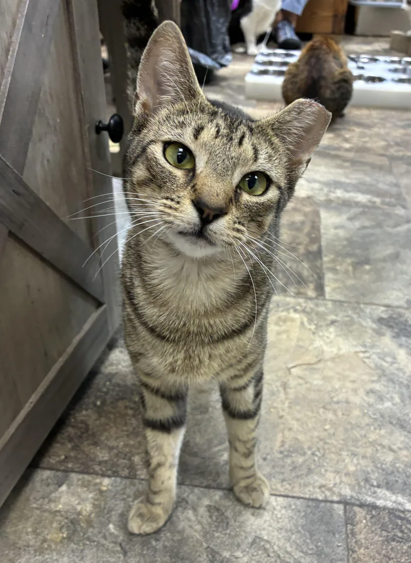 An adult medium-sized female Tabby (Tiger Striped) Domestic Short Hair cat named Vignette for adoption in Breinigsville, PA