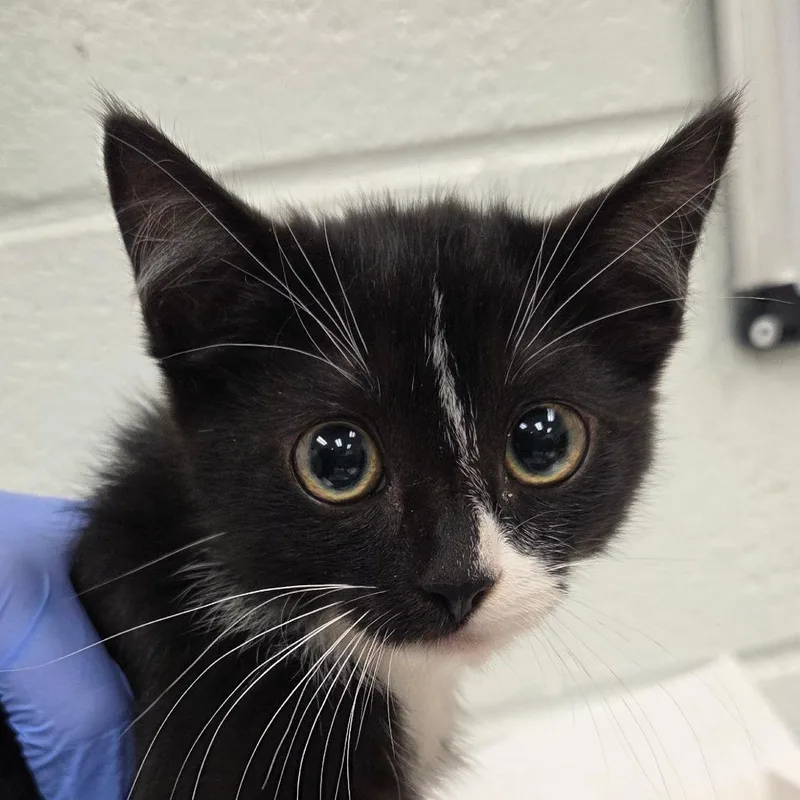 A baby small-sized male Black Domestic Short Hair cat named Jonathan Joestar for adoption in Chattanooga, TN
