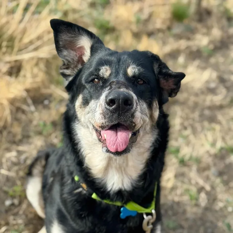 An adult large-sized female German Shepherd Dog dog named Maisey for adoption in Tacoma, WA