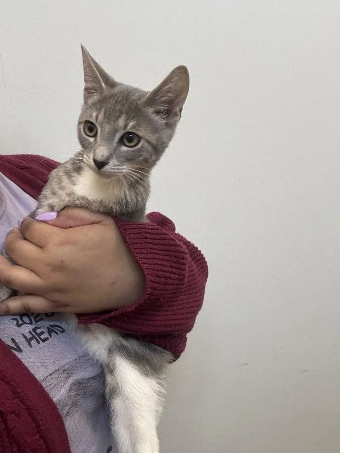 A young small-sized male Gray & White Domestic Short Hair cat named Kodama for adoption in Hilton Head Island, SC
