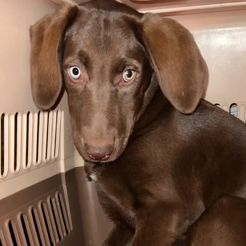 A baby large-sized female Brown / Chocolate Mixed Breed dog named Sakura for adoption in San Francisco, CA