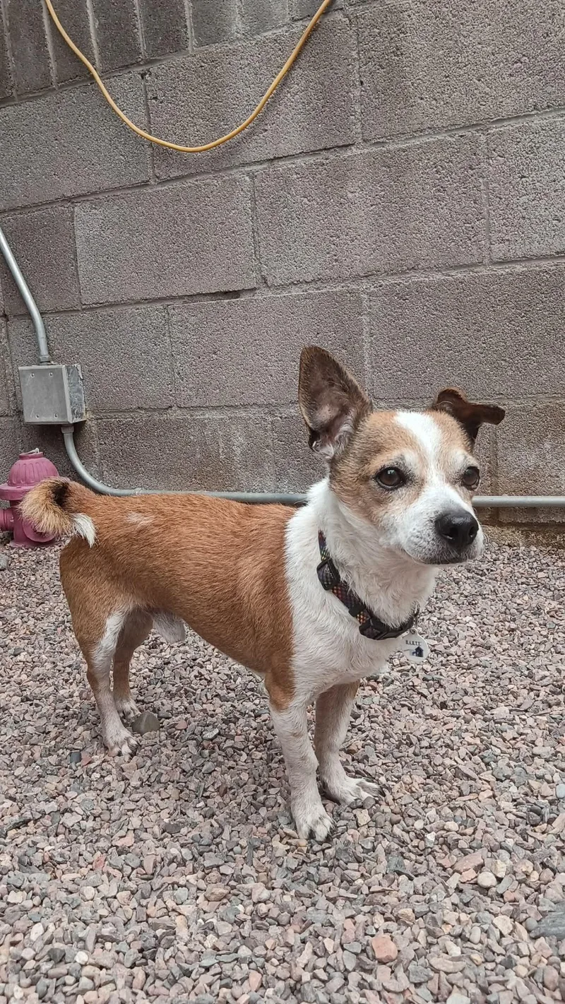 A senior small-sized male Brown / Chocolate Chihuahua dog named Weezer for adoption in Phoenix, AZ