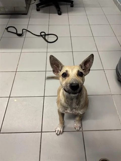 A young medium-sized female Bull Terrier dog named Pollen for adoption in Corpus Christi, TX