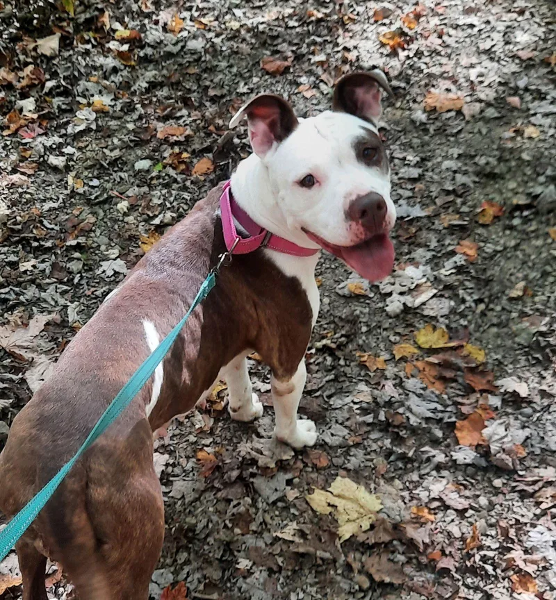 Sweet Honey thumbnail 2