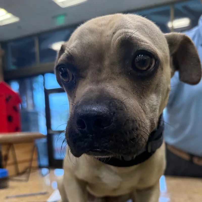 An adult small-sized male Yellow / Tan / Blond / Fawn Pug dog named IEPAStray for adoption in Upland, CA