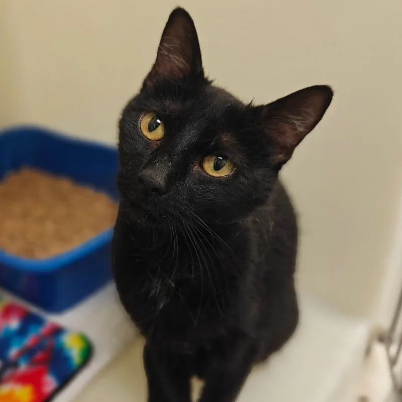 An adult medium-sized female Domestic Short Hair cat named Clara for adoption in Cumming, GA