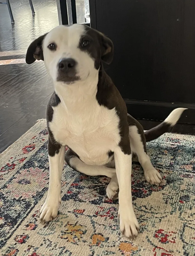 A young medium-sized female Beagle dog named Milkshake for adoption in Crystal Lake, IL