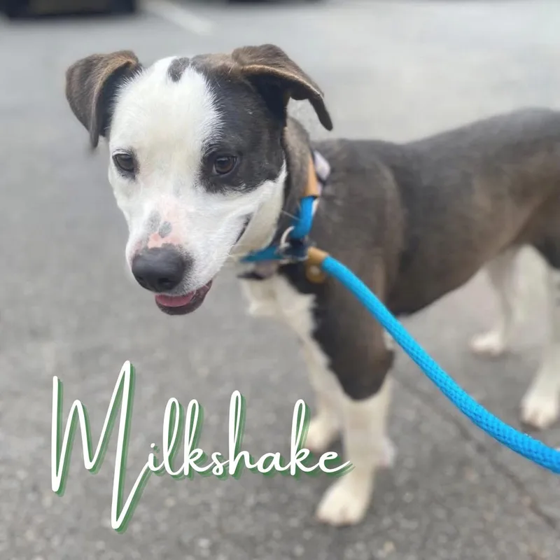 Milkshake thumbnail 3