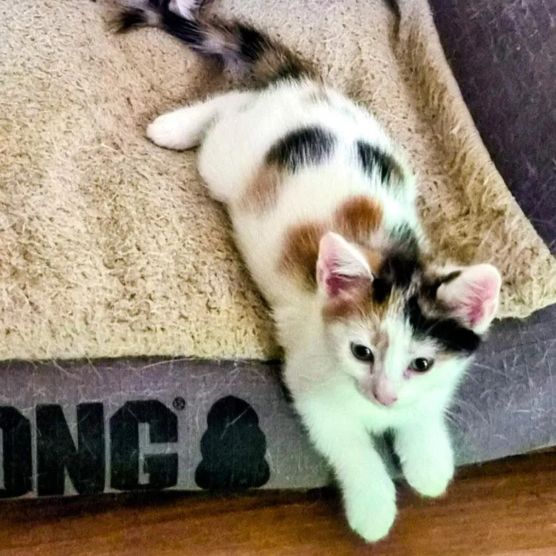 A baby small-sized female Calico Domestic Short Hair cat named Mary Ann for adoption in Fayetteville, GA