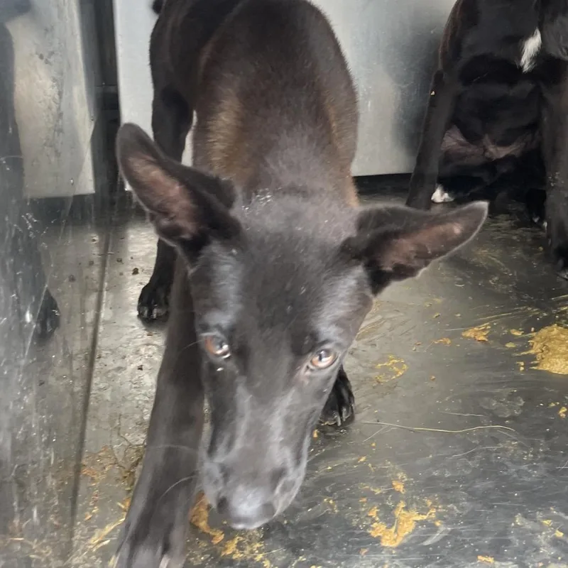 A young medium-sized male Black Shepherd dog named Buzz for adoption in Edinburg, TX