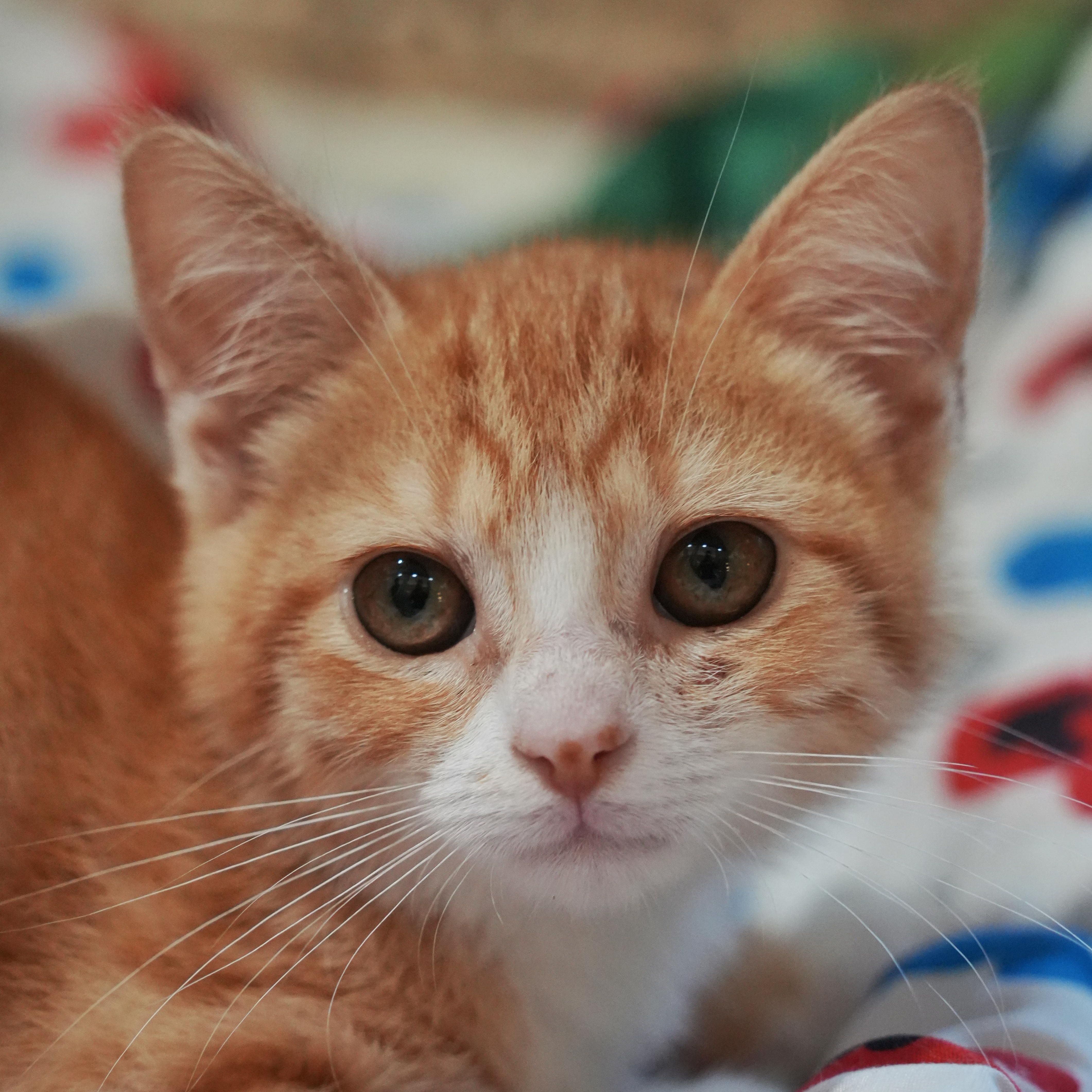 A young small-sized female Orange & White Domestic Short Hair cat named Satsuma for adoption in Aiken, SC