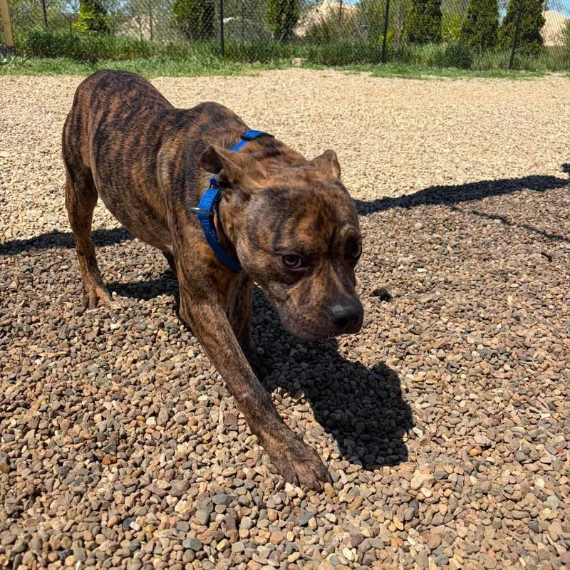 A baby medium-sized male Brindle Boxer dog named Remi for adoption in Monticello, IA