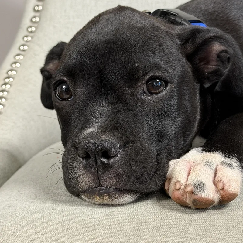 A baby medium-sized male Black Boxer dog named Silas for adoption in Corinth, MS
