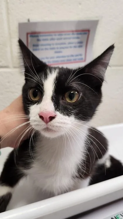 A baby medium-sized male Domestic Short Hair cat named Pharaoh for adoption in Fairfax, VA