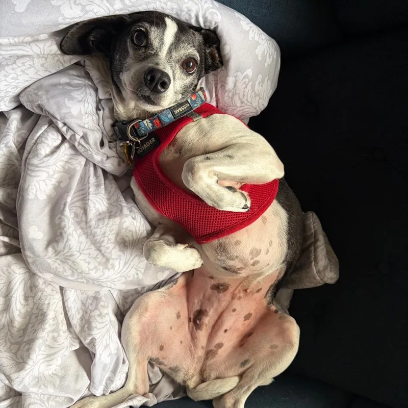 A senior small-sized female Rat Terrier dog named Minnie for adoption in Ramona, CA