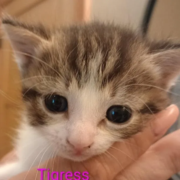 Tigress thumbnail 2