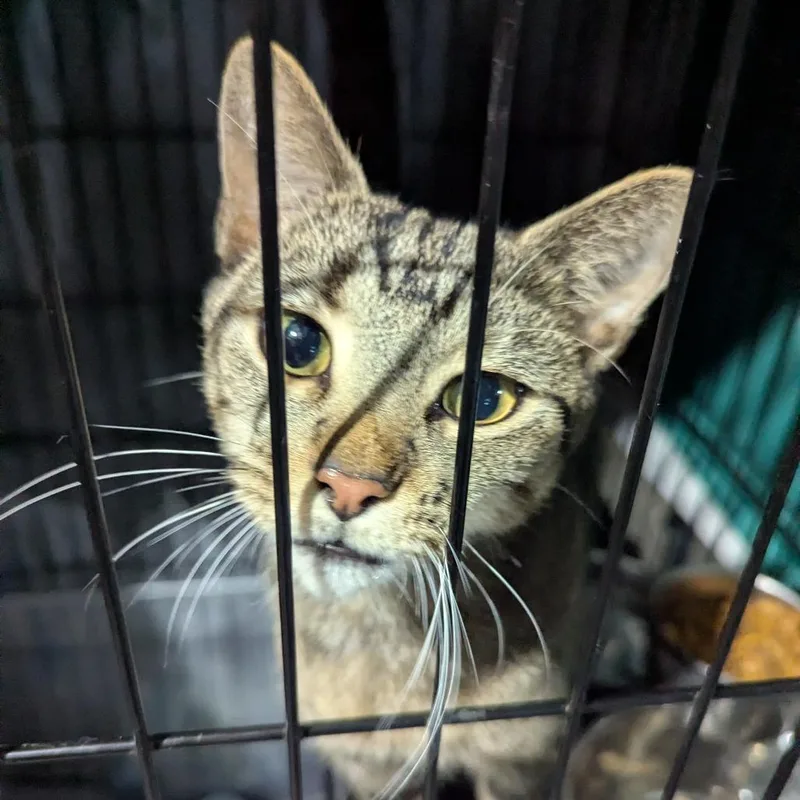 A young medium-sized female Brown / Chocolate Domestic Short Hair cat named Tzatziki for adoption in PITTSBURGH, PA