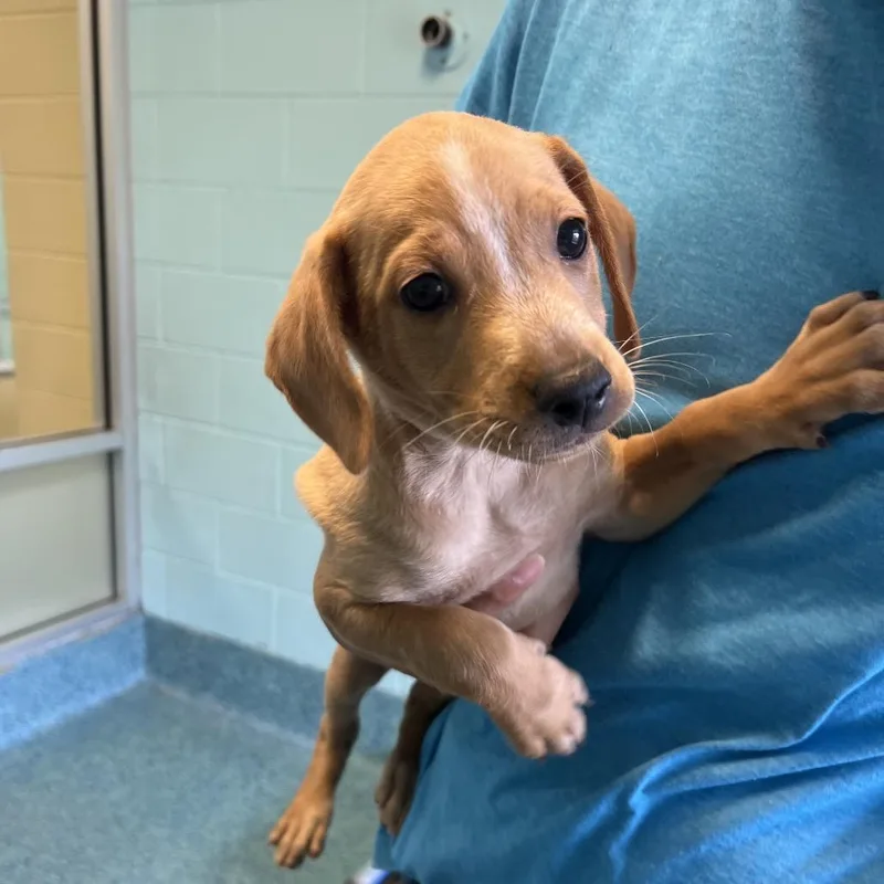 A baby small-sized male Yellow / Tan / Blond / Fawn Mixed Breed dog named Voodoo for adoption in Naples, FL
