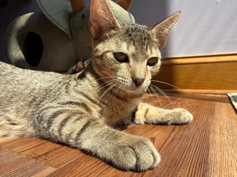 A baby medium-sized male Domestic Short Hair cat named Wonton for adoption in West Lafayette, IN
