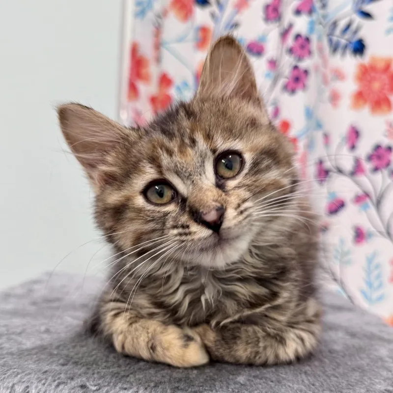 A baby small-sized female Torbie Domestic Medium Hair cat named Elowyn for adoption in Fredericksburg, VA