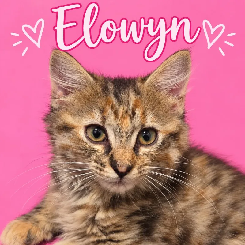 Elowyn thumbnail 3