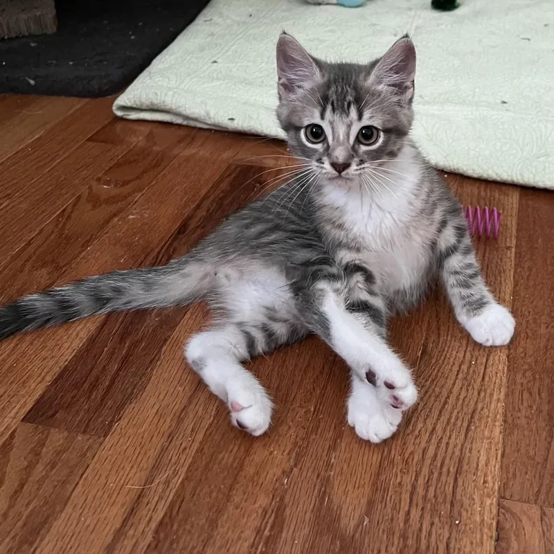 A baby small-sized male Gray / Blue / Silver Domestic Short Hair cat named Nio for adoption in Wilmington, DE
