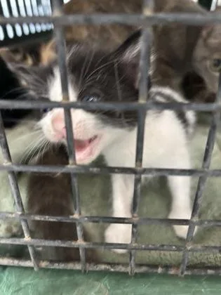 A baby small-sized male Domestic Short Hair cat named Moo for adoption in Cumming, GA