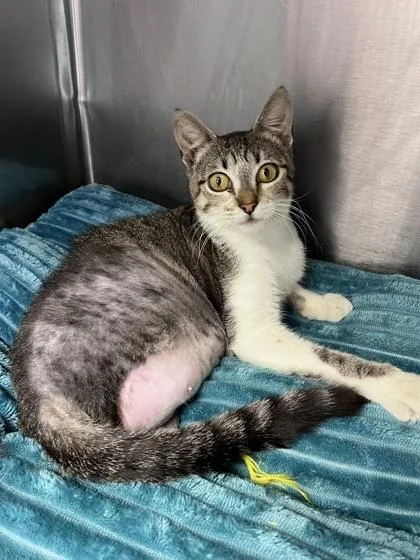 An adult small-sized female Domestic Short Hair cat named Bunny for adoption in Houston, TX