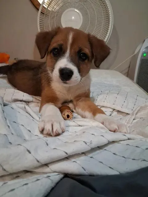 A baby large-sized female Australian Shepherd dog named Starburst for adoption in New Baltimore, MI