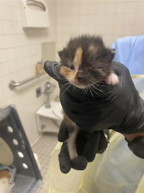 A baby medium-sized female Domestic Short Hair cat named Lena for adoption in Dallas, TX