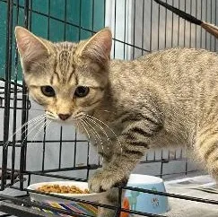 A baby medium-sized male Tabby (Brown / Chocolate) Domestic Short Hair cat named Harry for adoption in Spencer, IN