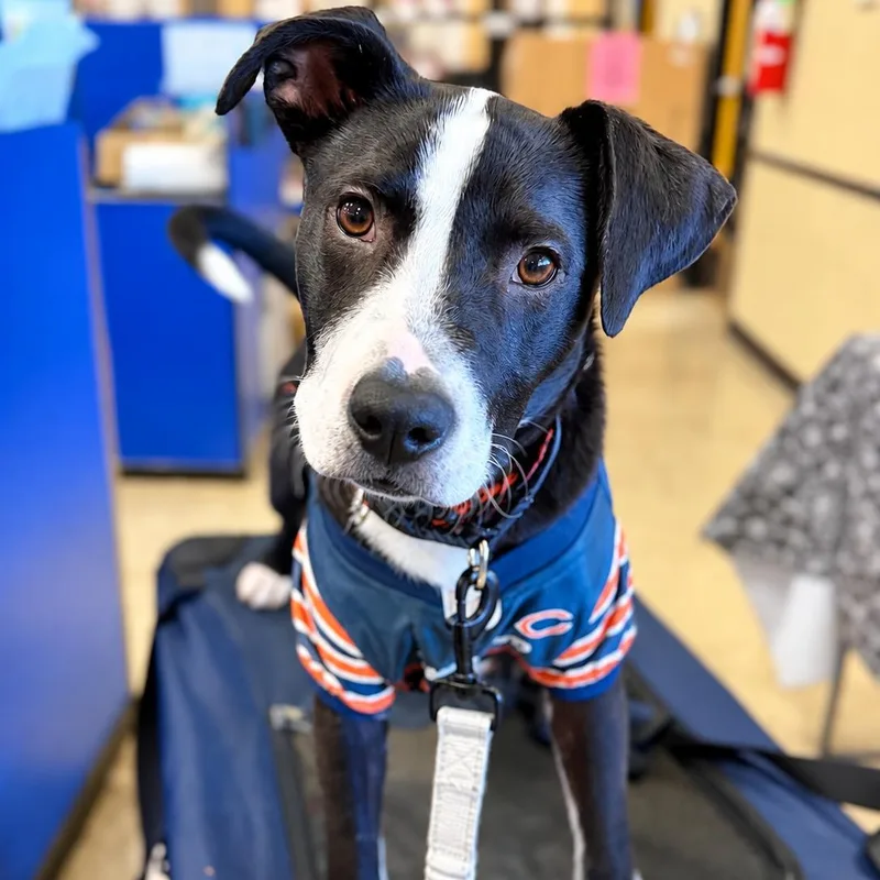 A baby medium-sized male Black Mixed Breed dog named Domino for adoption in Park Forest, IL